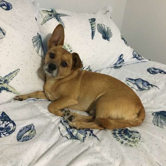 Meet your Posher, Dawn - Picture 2 of 7